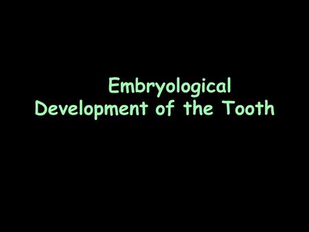 Embryological Development of the Tooth. Three Stages: Bud stage Cap stage Bell stage.