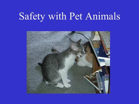 Safety with Pet Animals. What is “Safety”? “the condition of being safe from undergoing or causing hurt, injury, or loss” – Merriam-Webster Keeping oneself.