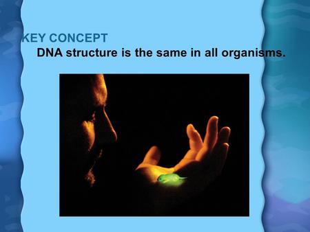 KEY CONCEPT DNA structure is the same in all organisms.