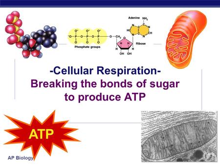 AP Biology 2006-2007 -Cellular Respiration- Breaking the bonds of sugar to produce ATP ATP.