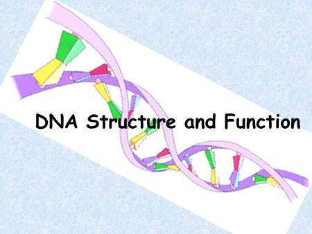 DNA Structure and Function. Review! Nucleus : “brain” of the cell. Chromosomes: found in the nucleus.