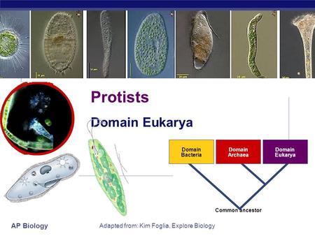 AP Biology Adapted from: Kim Foglia, Explore Biology Domain Bacteria Domain Archaea Domain Eukarya Common ancestor Protists Domain Eukarya.