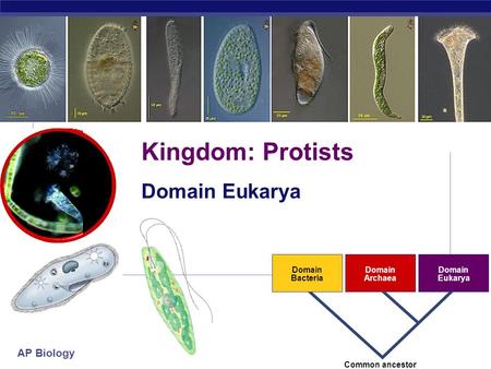 AP Biology 2007-2008 Domain Bacteria Domain Archaea Domain Eukarya Common ancestor Kingdom: Protists Domain Eukarya.