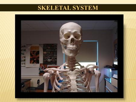 SKELETAL SYSTEM. Bone is made of the same type of minerals as limestone. Babies are born with 300 bones, but by adulthood we have only 206 in our bodies.