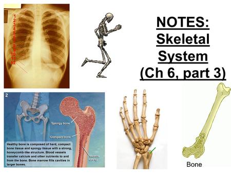 NOTES: Skeletal System (Ch 6, part 3). BONE FUNCTION:  Support and Protection bones shape and form body structures bones support and protect softer,