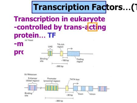 Transcription Factors … (TF) Transcription in eukaryote -controlled by trans-acting protein … TF -more complex than in prokaryotes.