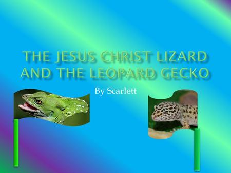 By Scarlett. HHow long does the Jesus Christ lizard live for? HHow h eavy is it? HHow fast can the Jesus Christ lizard run on water? WWatch this.