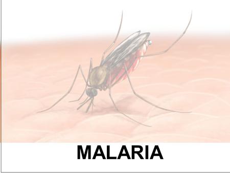 MALARIA. Malaria Sporozoa belong to the phylum Apicomplex. The parasites of class Haematozoa occur in the blood of their vertebrate hosts. This class.