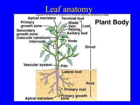 Leaf anatomy. Leaves start as outgrowths from apical meristem: leaf primordia.