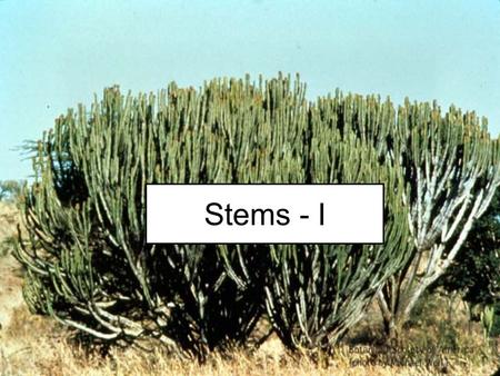 Stems - I. Primary Structure of Stems Dermal – Epidermis Ground Tissue –Cortex –Pith –Other Vascular Tissue – vascular bundles –Collateral VB –Bicollateral.