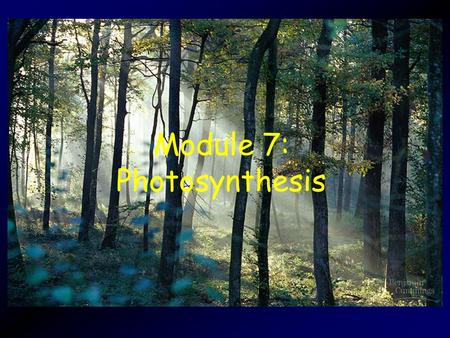 MODULE 7: Photosynthesis Module 7: Photosynthesis.