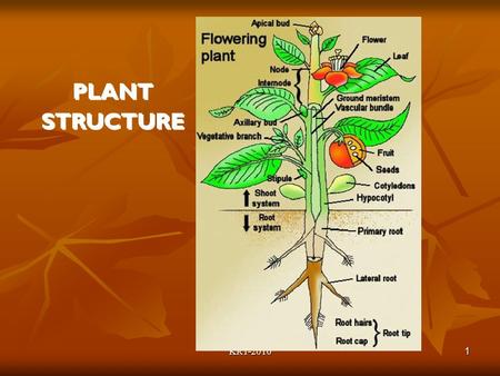 KRT-2010 1 PLANT STRUCTURE. KRT-2010 2 The Typical Plant Body The Root System Underground (usually) Underground (usually) Anchor the plant in the soil.