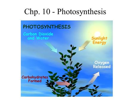 Chp. 10 - Photosynthesis. LE 10-2 Plants Unicellular protist Multicellular algaeCyanobacteria Purple sulfur bacteria 10 µm 1.5 µm 40 µm.