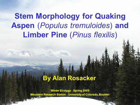 Stem Morphology for Quaking Aspen (Populus tremuloides) and Limber Pine (Pinus flexilis) By Alan Rosacker Winter Ecology – Spring 2005 Mountain Research.