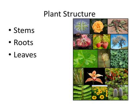 Plant Structure Stems Roots Leaves. Review…………………