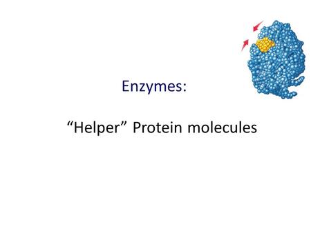 Enzymes: “Helper” Protein molecules What are enzymes? An enzyme is a biological catalyst that makes chemical reactions in cells possible.