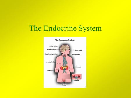 The Endocrine System. Endocrine Introduction The Endocrine System works with the Nervous System to maintain homeostasis. The Endocrine System consists.