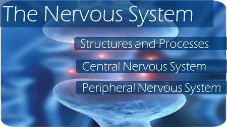 The Nervous System Structures and Processes Central Nervous System Peripheral Nervous System.