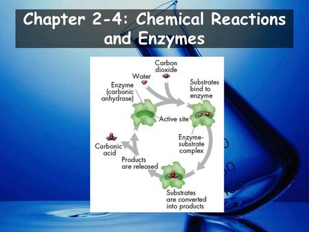 Chapter 2-4: Chemical Reactions and Enzymes