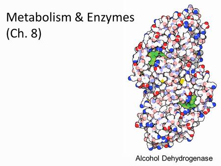 Metabolism & Enzymes (Ch. 8) Alcohol Dehydrogenase.