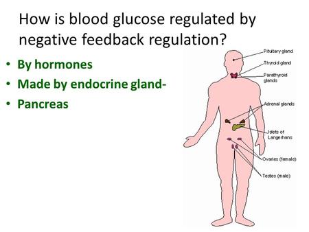 How is blood glucose regulated by negative feedback regulation? By hormones Made by endocrine gland- Pancreas.