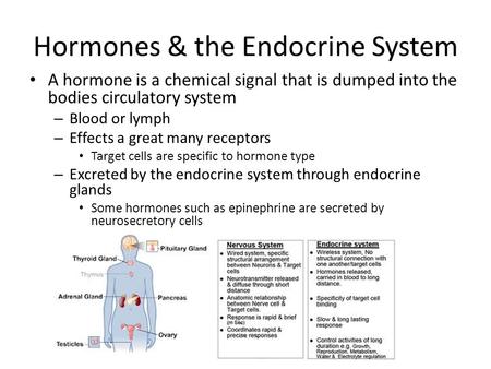 Hormones & the Endocrine System A hormone is a chemical signal that is dumped into the bodies circulatory system – Blood or lymph – Effects a great many.