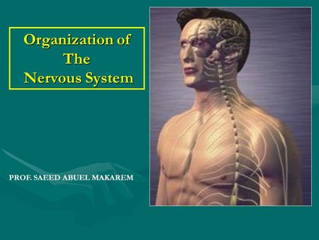 Organization of The Nervous System PROF. SAEED ABUEL MAKAREM.