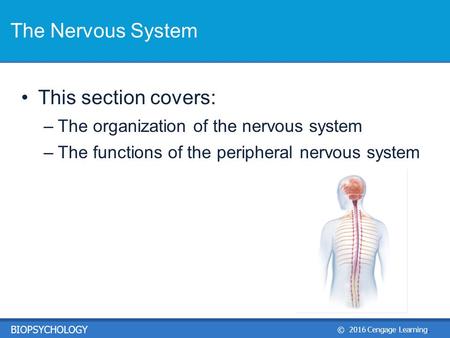 © 2016 Cengage Learning. BIOPSYCHOLOGY This section covers: –The organization of the nervous system –The functions of the peripheral nervous system The.