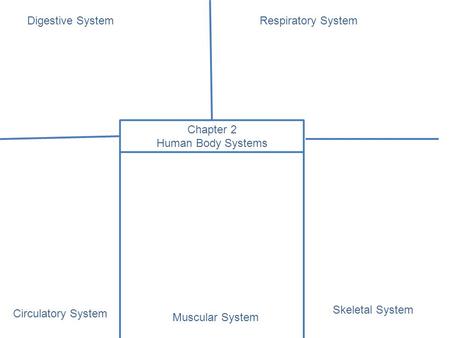 Chapter 2 Human Body Systems Digestive SystemRespiratory System Muscular System Circulatory System Skeletal System.