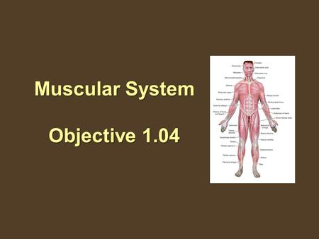 Muscular System Objective 1.04