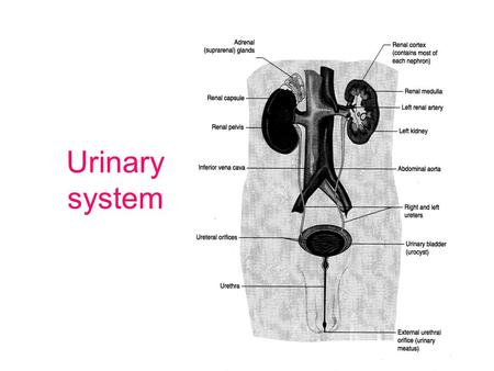 Urinary system. Functions of Urinary System Removes waste Maintains acid-base balance of body Parts include: –2 KIDNEYS –2 URETERS –BLADDER –URETHRA.