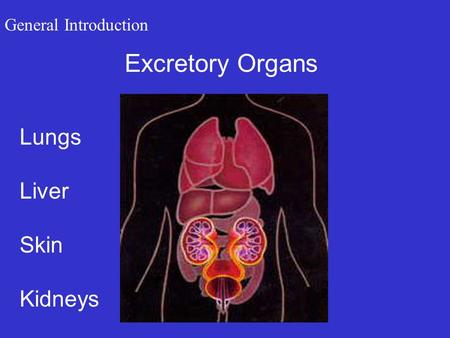 General Introduction Excretory Organs Lungs Liver Skin Kidneys.