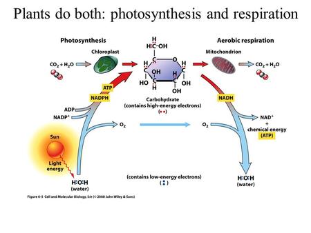 Plants do both: photosynthesis and respiration. The Photosynthetic Reaction.