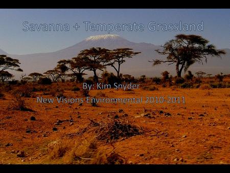 Savanna + Temperate Grassland