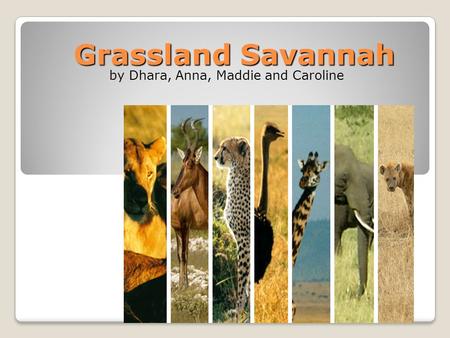 Grassland Savannah by Dhara, Anna, Maddie and Caroline.