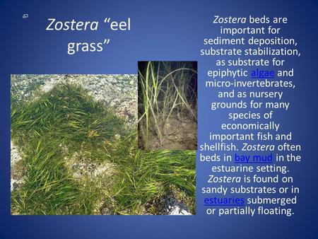 Zostera “eel grass” Zostera beds are important for sediment deposition, substrate stabilization, as substrate for epiphytic algae and micro-invertebrates,