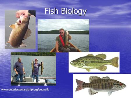 Fish Biology www.ontariostewardship.org/councils.