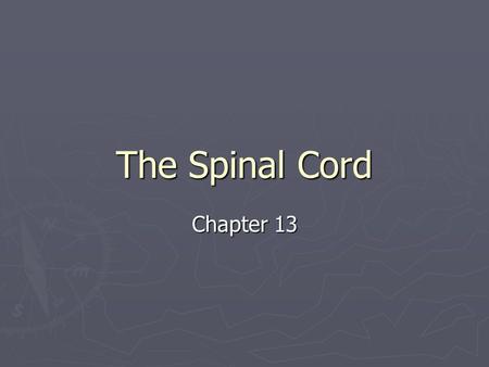 The Spinal Cord Chapter 13. I. Gross Anatomy of the Spinal Cord A. ~18 inches long by ~1/2 inches wide B. See handout for diagram of anatomy Find and.