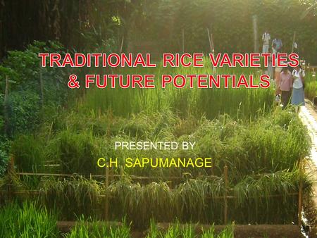 PRESENTED BY 1 C.H SAPUMANAGE. CONTENT  Introduction  Specific characteristics  Categories of traditional varieties  Podi wee, Murungakayan, Pachchaperumal,