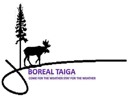Features Of The Taiga The Boreal Forest is a long strip of softwood dominated forest which in all adds up to about 1.7 billion acres. Over the years the.