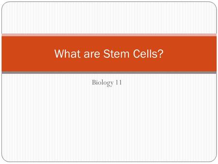 Biology 11 What are Stem Cells?. Stem Cells Basically, stem cells are cells that are not assigned a functional job in the body. (Undifferentiated cells)