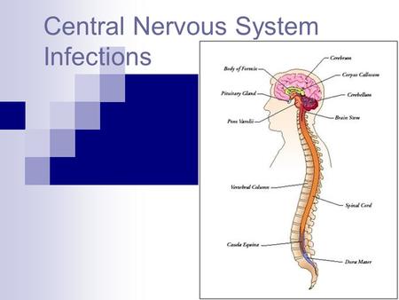 Central Nervous System Infections. RABIES.