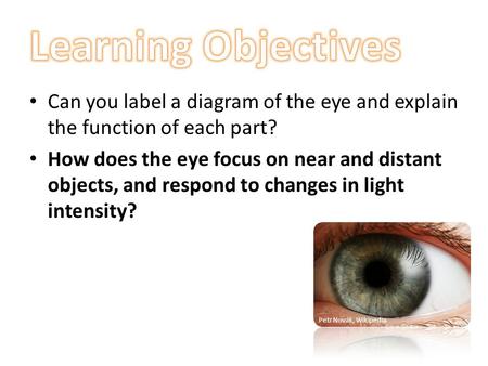 Learning Objectives Can you label a diagram of the eye and explain the function of each part? How does the eye focus on near and distant objects, and respond.