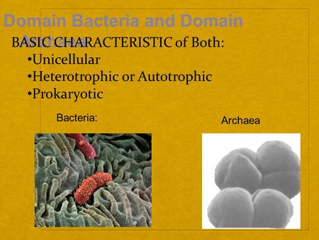 Domain Bacteria and Domain Archaea Bacteria: Archaea BASIC CHARACTERISTIC of Both: Unicellular Heterotrophic or Autotrophic Prokaryotic.