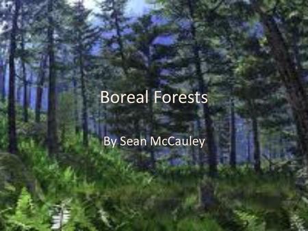 Boreal Forests By Sean McCauley.