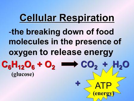 Cellular Respiration -the breaking down of food molecules in the presence of oxygen to release energy C 6 H 12 O 6 + O 2 CO 2 + H 2 O ATP + (glucose)