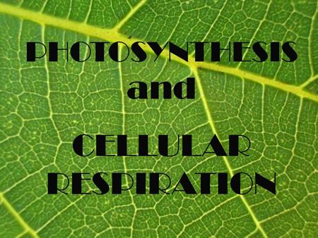 PHOTOSYNTHESIS and CELLULAR RESPIRATION.