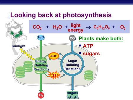 Looking back at photosynthesis sugars C 6 H 12 O 6 CO 2 ATP ADP H2OH2O O2O2 sunlight CO 2 H2OH2O C 6 H 12 O 6 O2O2 light energy  +++ Sugar Building Reactions.