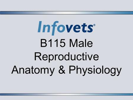B115 Male Reproductive Anatomy & Physiology. Lesson Outline  Male Reproductive Terms  Male Reproduction Process  Glands  Semen Evaluation  Abnormalities.