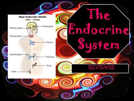 The Endocrine System REVIEW!!!!. These are the main parts of the endocrine system…
